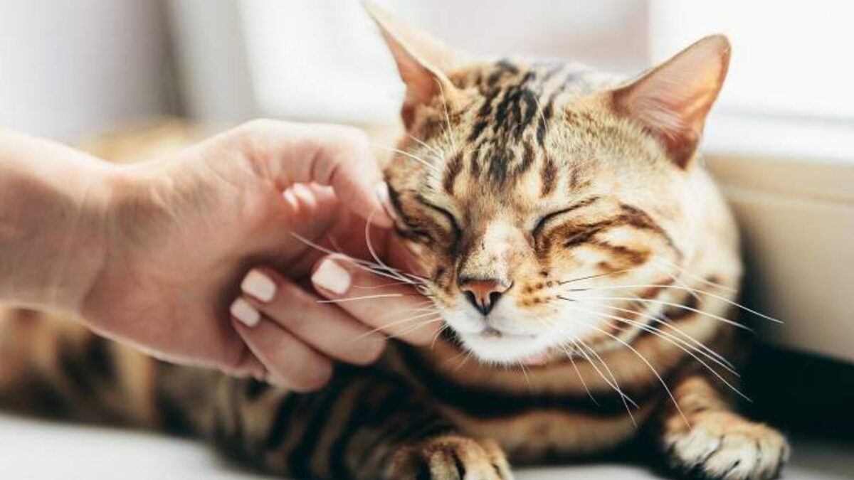 El Día Internacional del Gato se estableció en el año 2002 por el Fondo Internacional para el Bienestar Animal