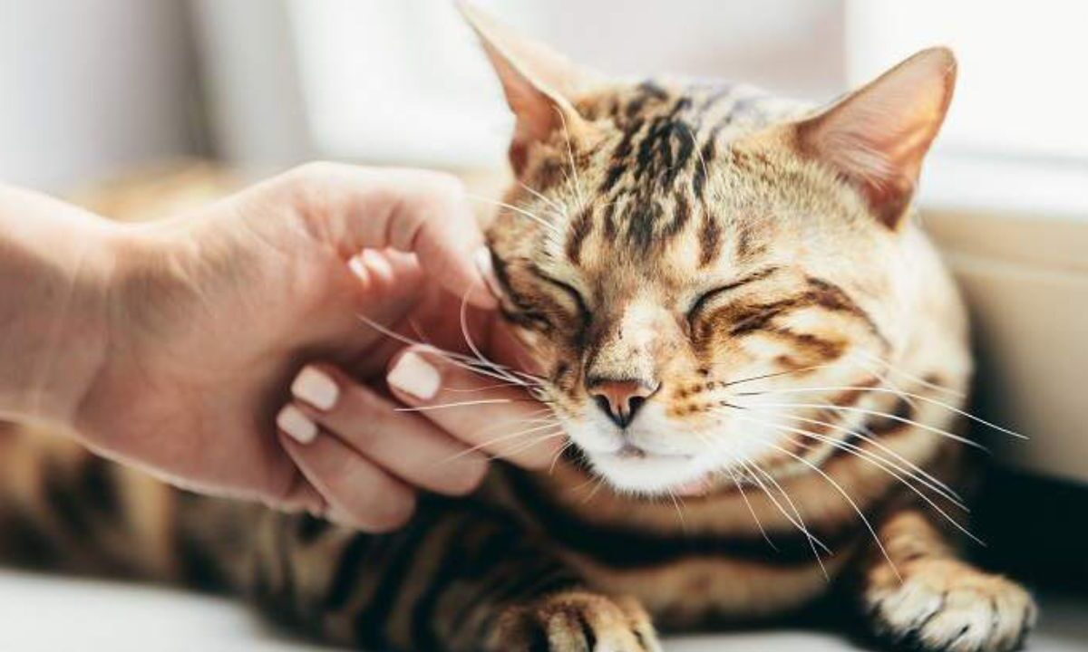 El Día Internacional del Gato se estableció en el año 2002 por el Fondo Internacional para el Bienestar Animal