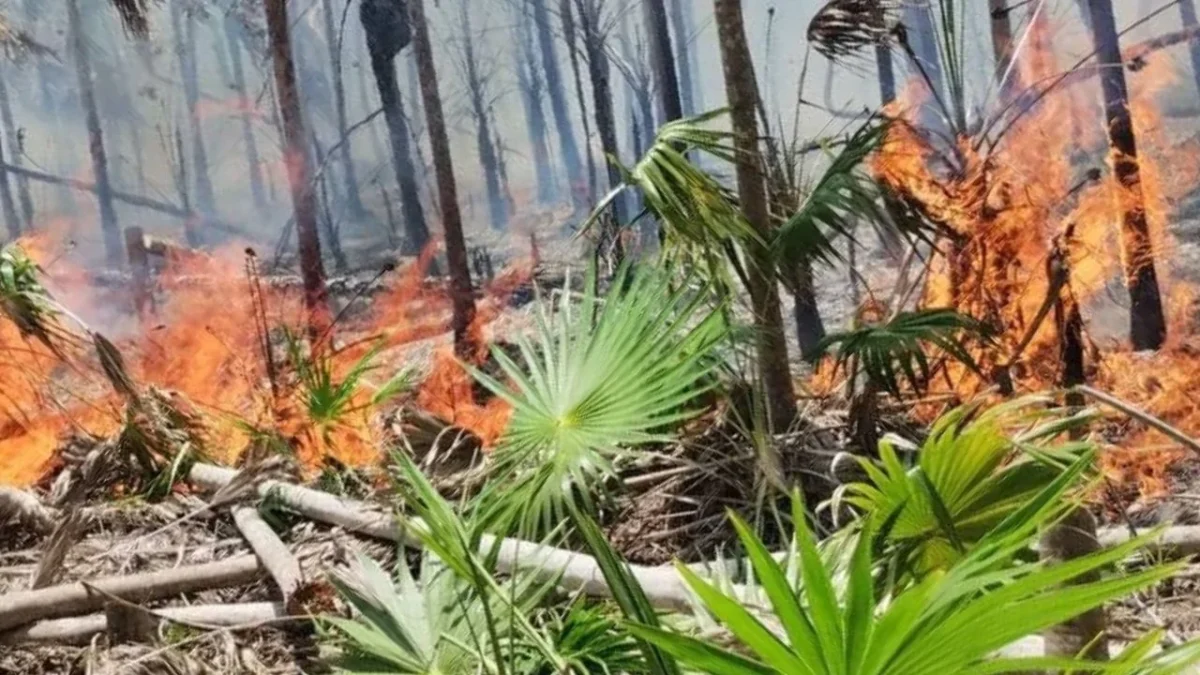 SINIESTRO. El presidente municipal, Josué Nivardo Mena, expresó su preocupación por los daños tras incendio en Holbox, a especies nativas de flora y fauna, y aseguró que se reforzaron las labores de combate.