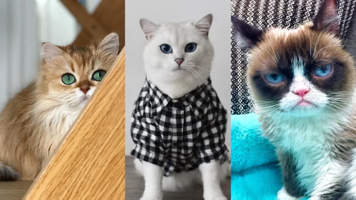 Cada 8 de agosto se celebra el Día Internacional del Gato, una fecha dedicada a consentir y reflexionar sobre el bienestar felino