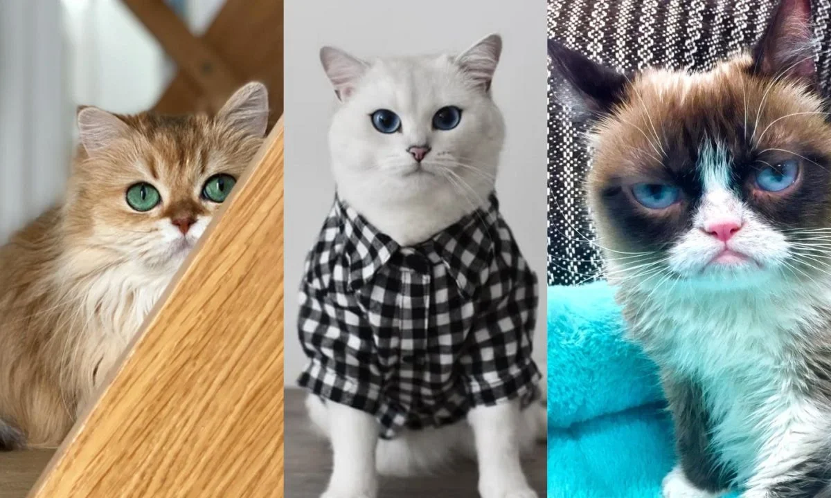 Cada 8 de agosto se celebra el Día Internacional del Gato, una fecha dedicada a consentir y reflexionar sobre el bienestar felino