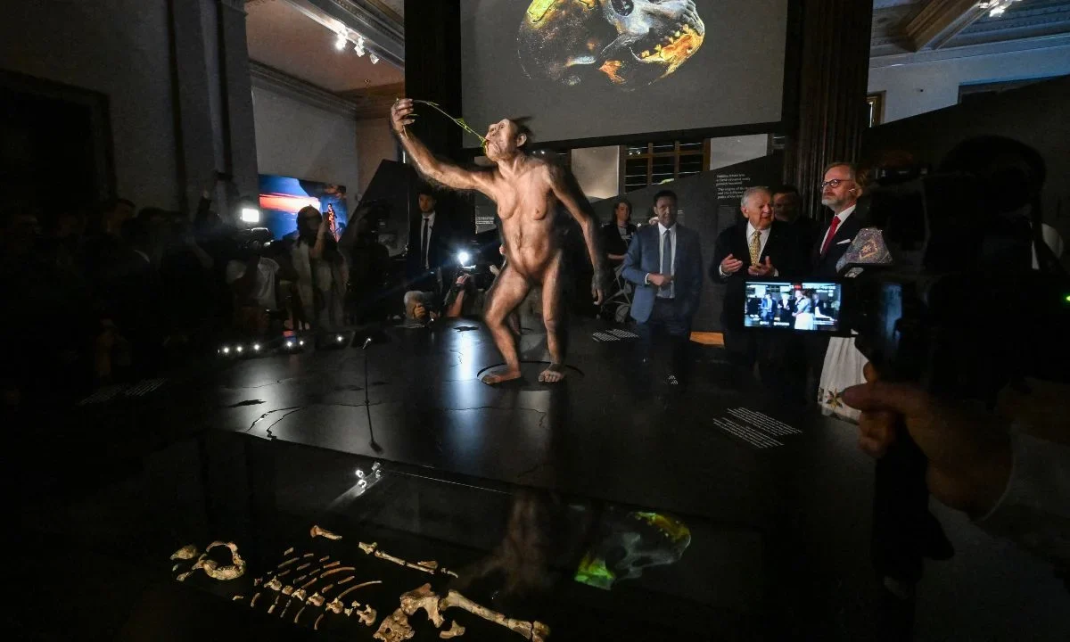 Los 52 fragmentos de Lucy se exhibirán durante 60 días como parte de la exposición Orígenes humanos y fósiles