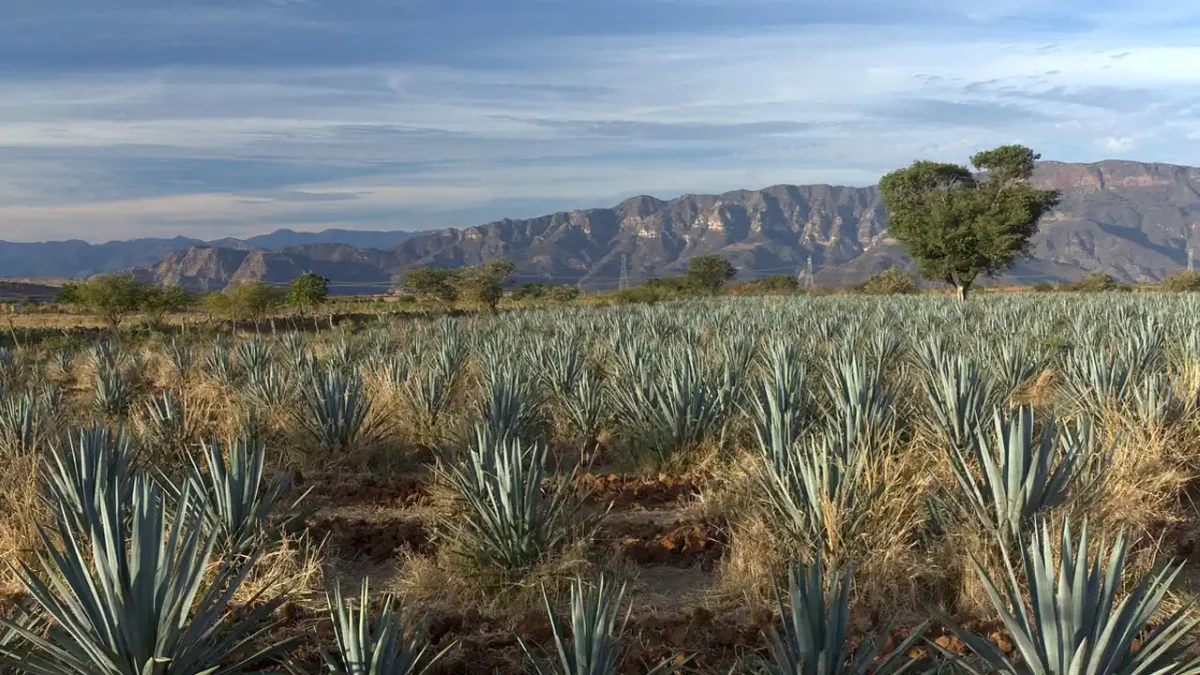 Agave de México