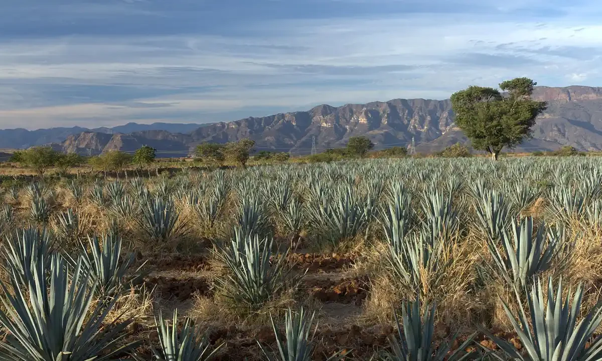 Agave de México