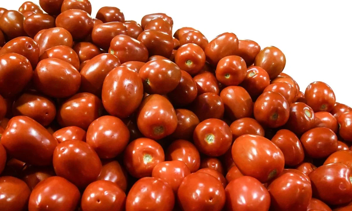 $23 pesos es el precio promedio del tomate rojo mexicano en estos momentos