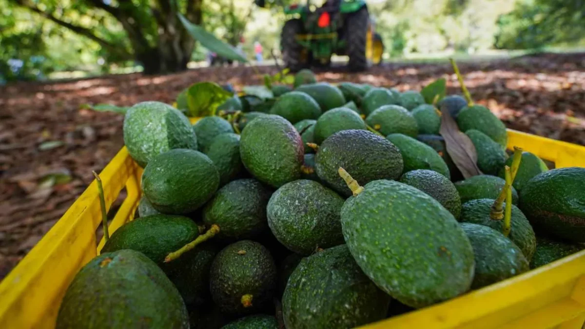 En México, se cultivan tres razas de aguacate: la mexicana, la guatemalteca y la antillana; de estas razas, se derivan otras variedades.