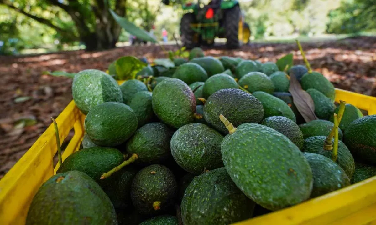 En México, se cultivan tres razas de aguacate: la mexicana, la guatemalteca y la antillana; de estas razas, se derivan otras variedades.