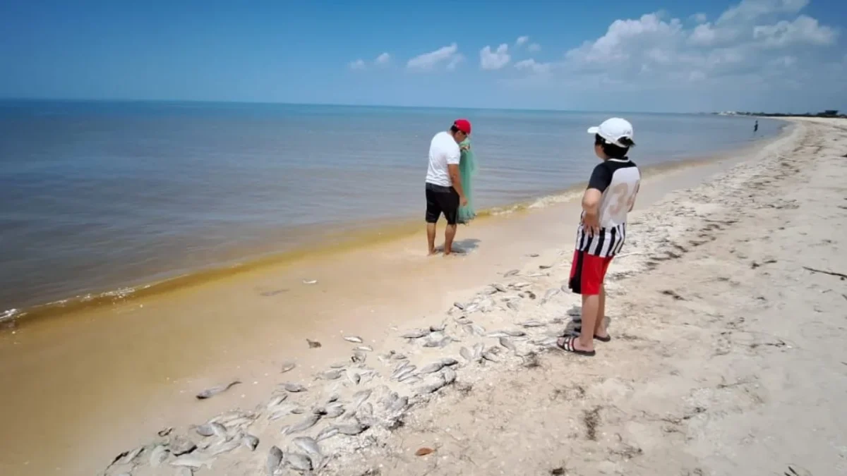 Autoridades pidieron alertar si observan agua rojiza o café y retirarse de inmediato.