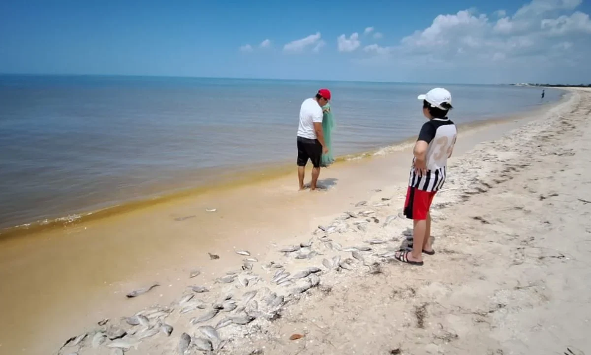 Autoridades pidieron alertar si observan agua rojiza o café y retirarse de inmediato.