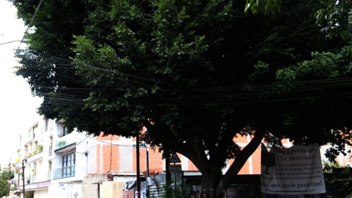 Declaran árbol Laureano como patrimonio natural de CDMX