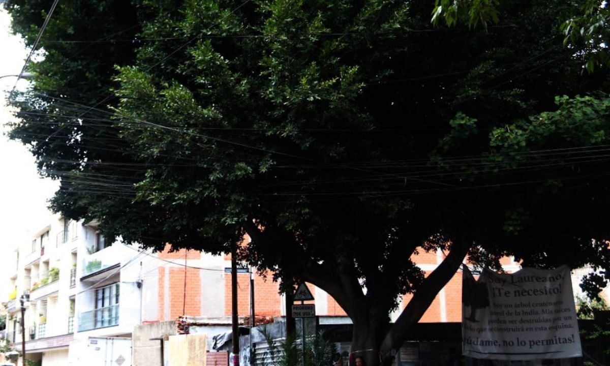 Declaran árbol Laureano como patrimonio natural de CDMX