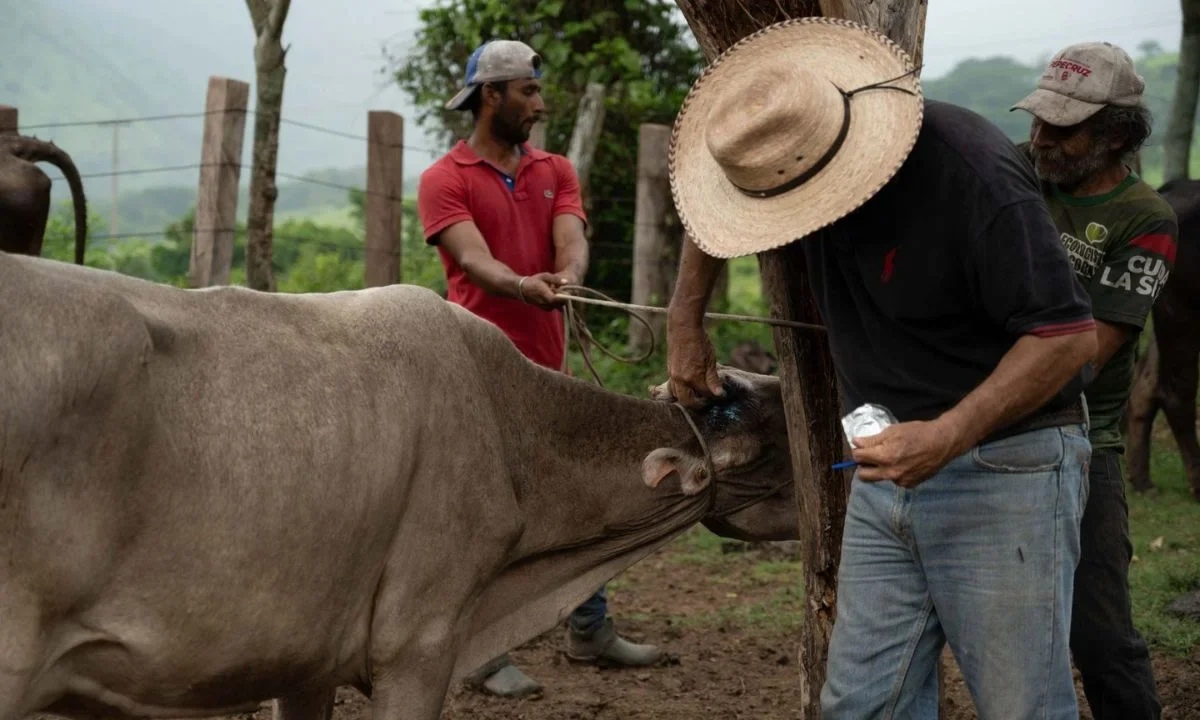 La mayor cantidad de casos de miasis en humanos por gusano barrenador se registran en Chiapas con 36 y ya suman 41 en todo México.