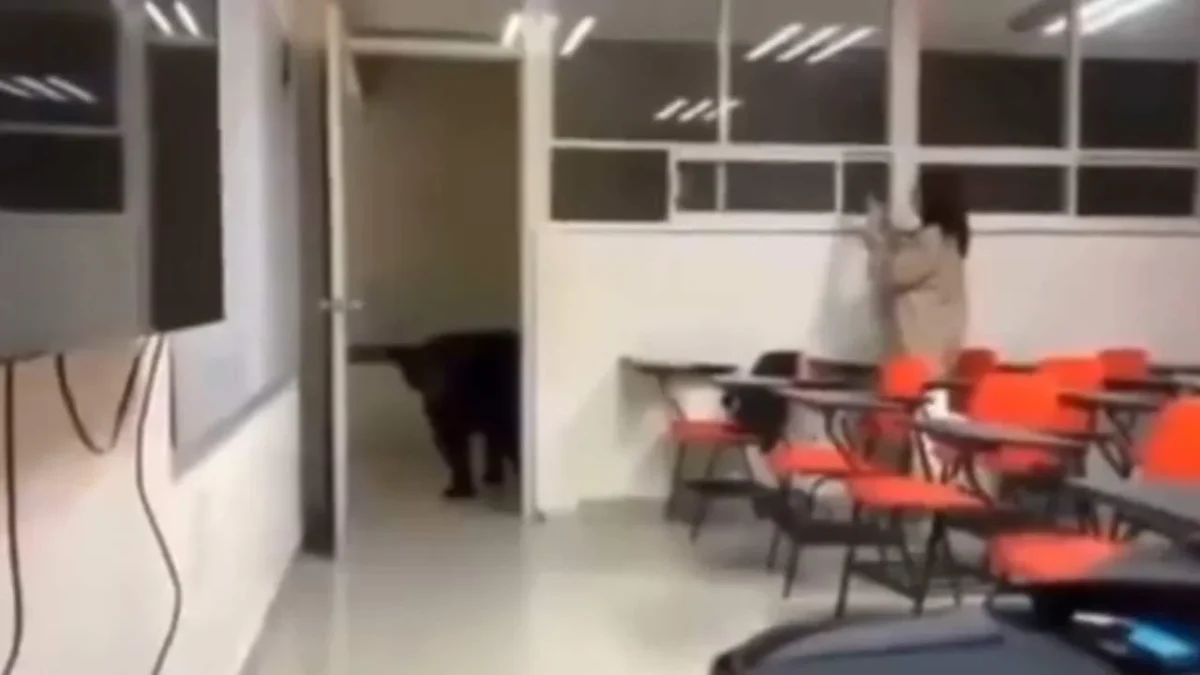 Un oso entra ahora a la Facultad de Comunicación de la UANL