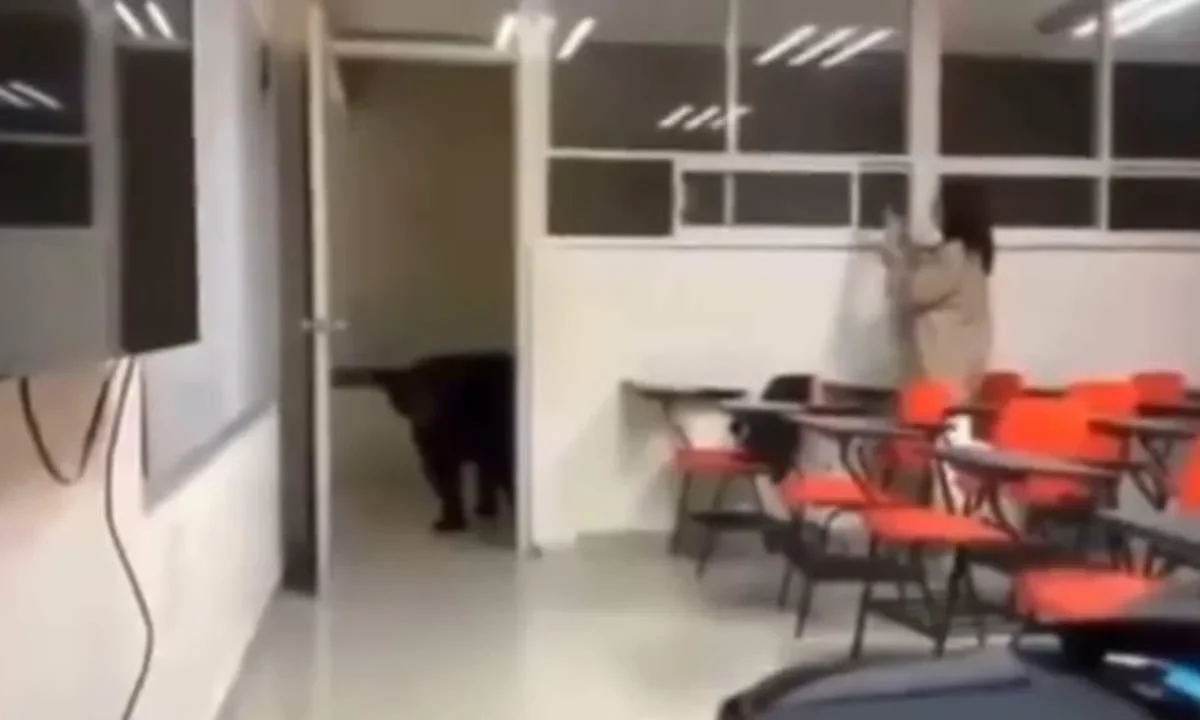 Un oso entra ahora a la Facultad de Comunicación de la UANL