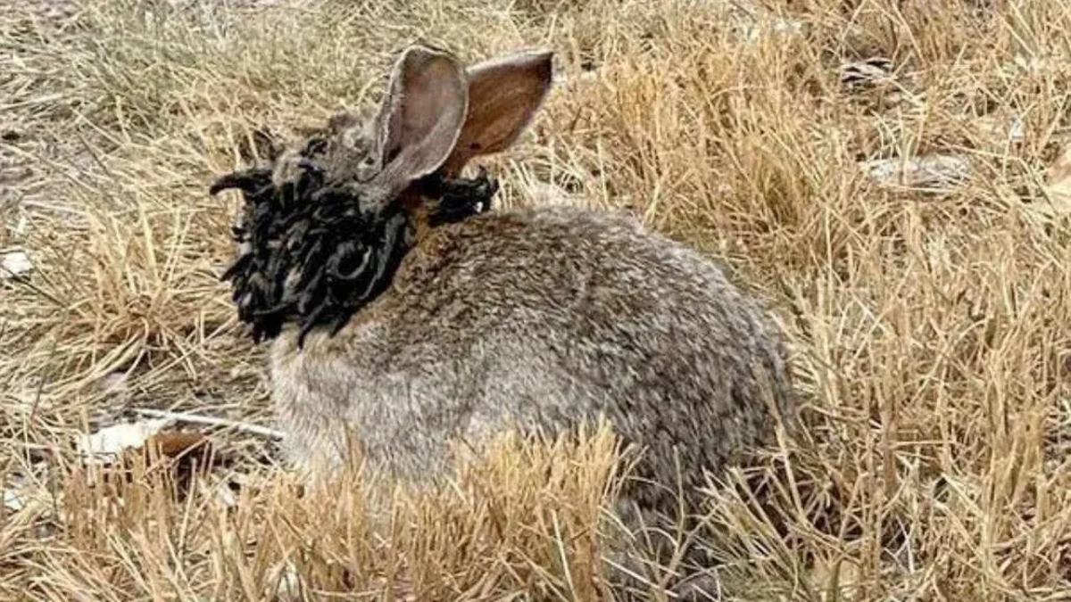 Conejos silvestres están apareciendo con extrañas protuberancias negras que se asemejan a tentáculos o cuernos.
