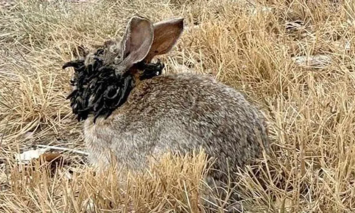 Conejos silvestres están apareciendo con extrañas protuberancias negras que se asemejan a tentáculos o cuernos.