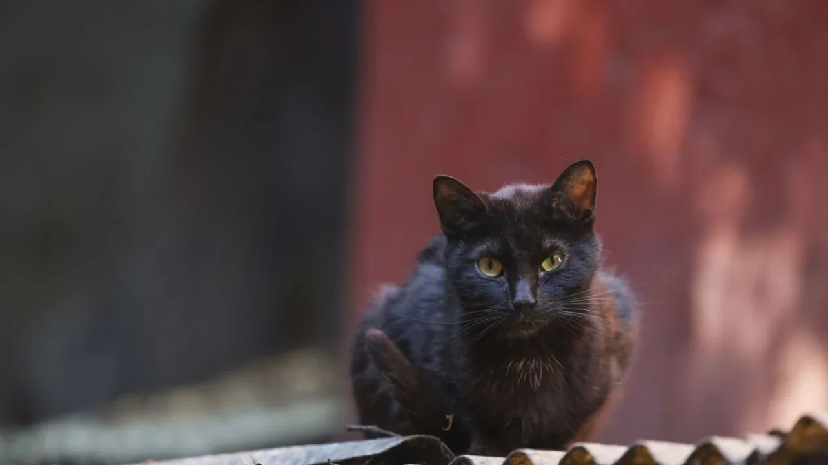 Conoce los mitos más comunes de los gatos