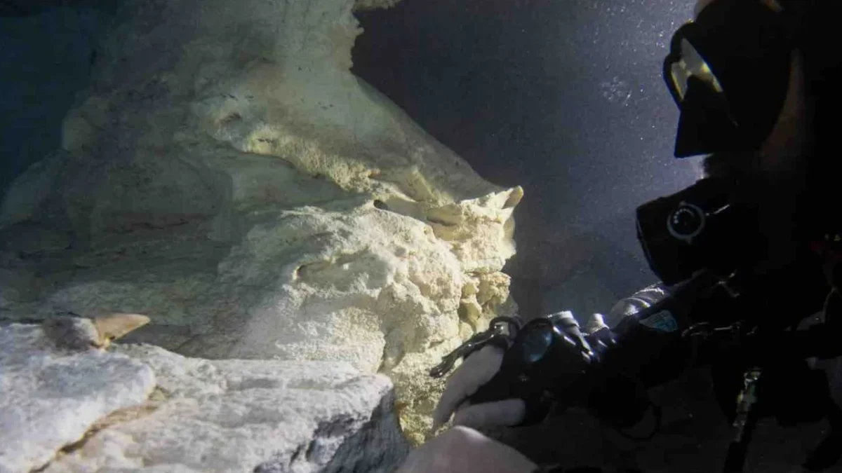 México registra restos de megalodón en Baja California, Palenque y la península de Yucatán, pero este es el primer hallazgo documentado en Quintana Roo.