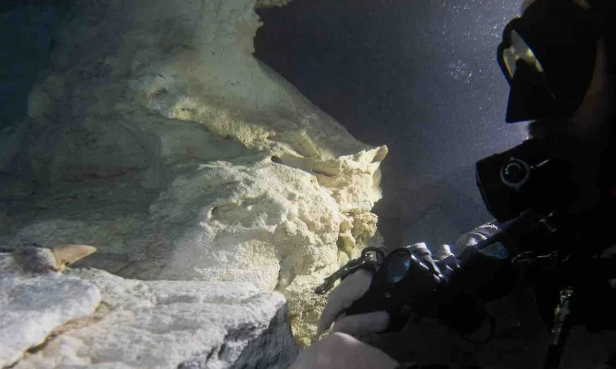 México registra restos de megalodón en Baja California, Palenque y la península de Yucatán, pero este es el primer hallazgo documentado en Quintana Roo.