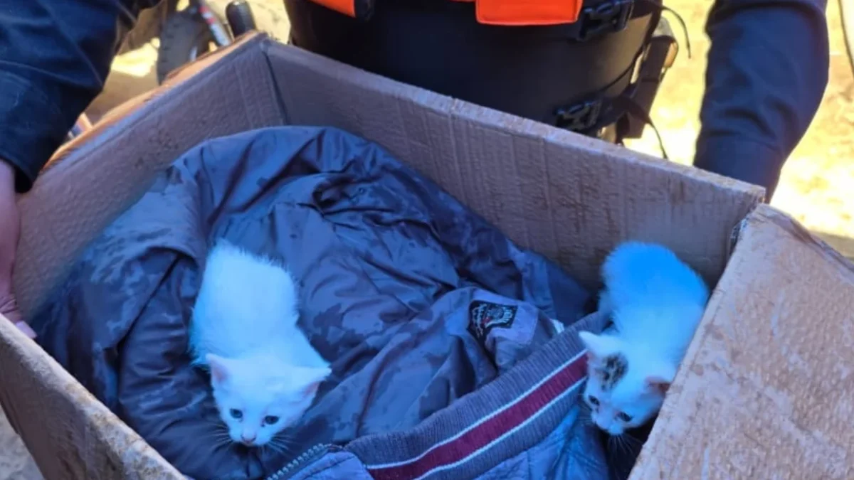 Policías capitalinos rescatan a gatitos atrapados en incendio