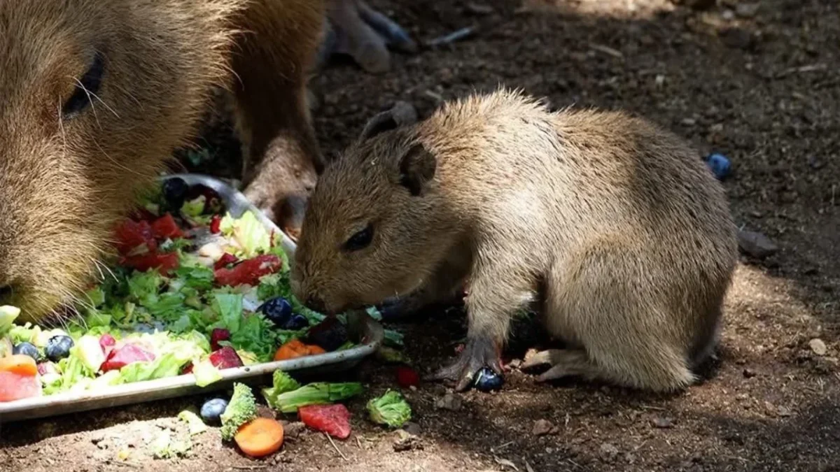 El parque temático de Nuevo León presentó a su nuevo y tierno integrante capibara bebé y anunció que ya se le puede visitar y verlo de cerca.