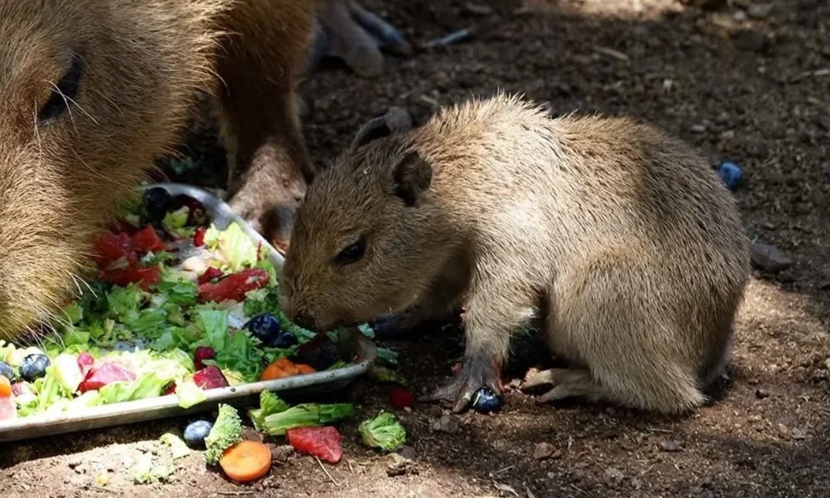 El parque temático de Nuevo León presentó a su nuevo y tierno integrante capibara bebé y anunció que ya se le puede visitar y verlo de cerca.