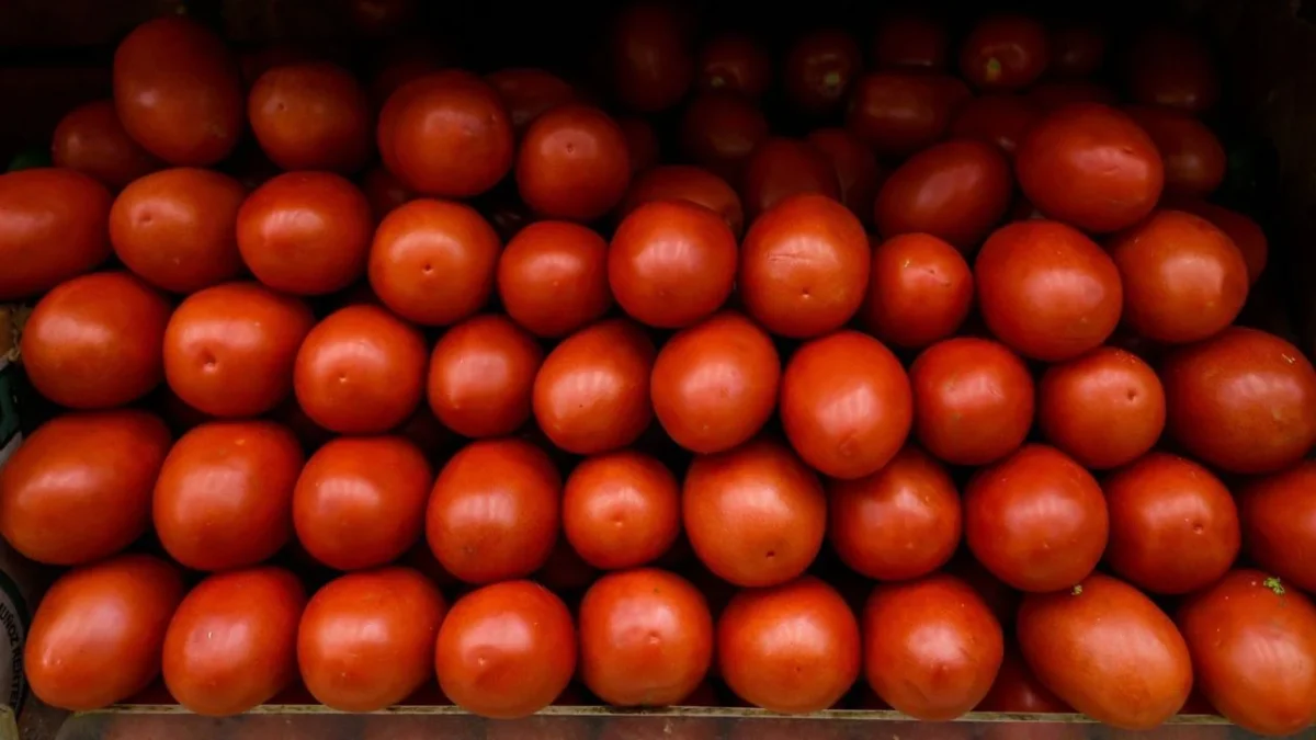 El gobierno de México fijó precios mínimos de exportación para el jitomate fresco a Estados Unidos, esto se informó en el DOF.