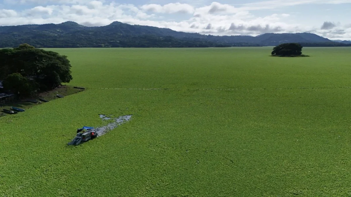 Planta acuática cubre y asfixia el lago más grande de El Salvador; hay más de mil 270 toneladas de lechuga acuática (Pistia stratiotes).