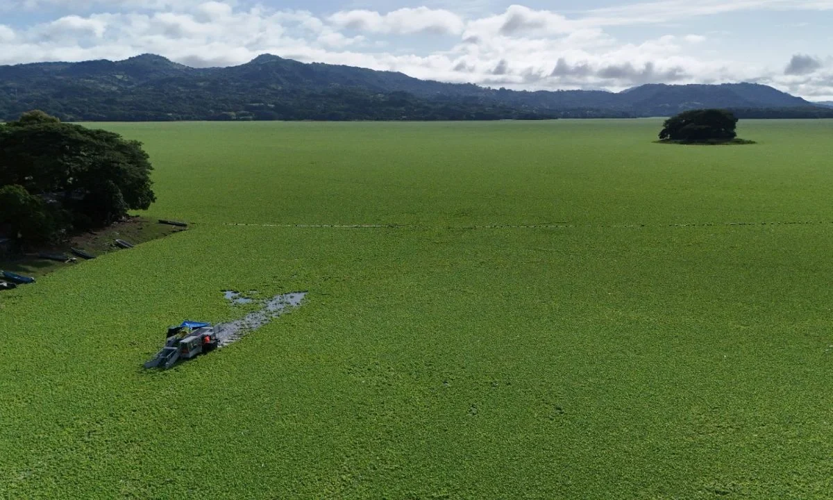 Planta acuática cubre y asfixia el lago más grande de El Salvador; hay más de mil 270 toneladas de lechuga acuática (Pistia stratiotes).