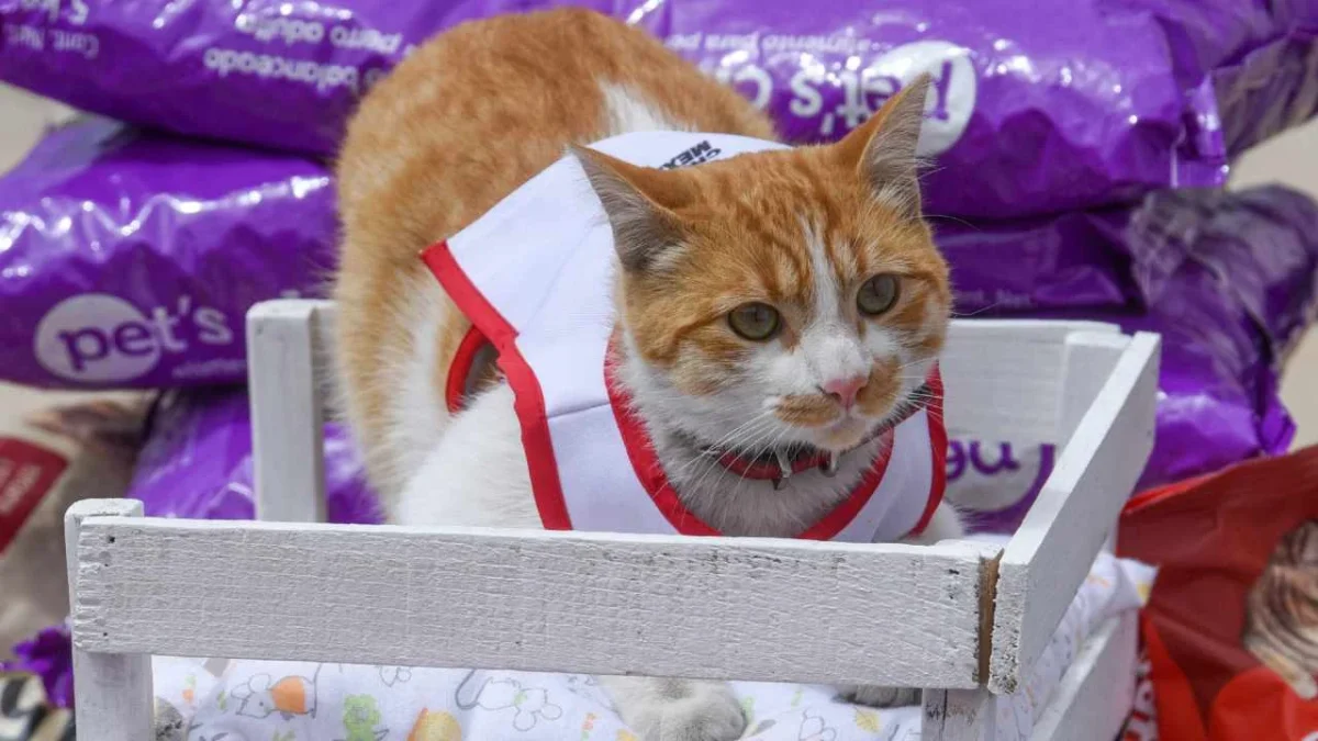 Elementos de la Brigada de Vigilancia Animal (BVA), de la policía capitalina, resguardan a 65 gatitos en mal estado.