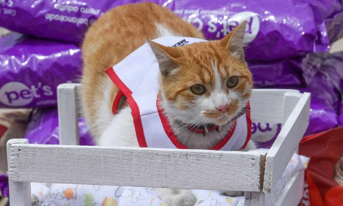 Elementos de la Brigada de Vigilancia Animal (BVA), de la policía capitalina, resguardan a 65 gatitos en mal estado.