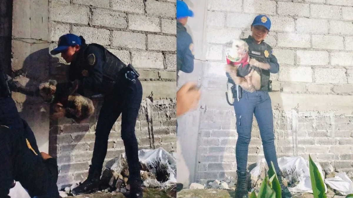 Policías de la CDMX rescataron a dos perritos.