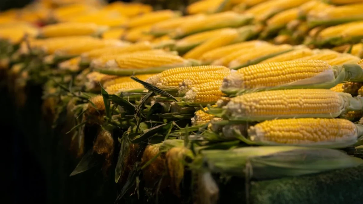 El Grupo Consultor de Mercados Agrícolas enfatizó la falta de apoyos y programas para productores de maíz en México.