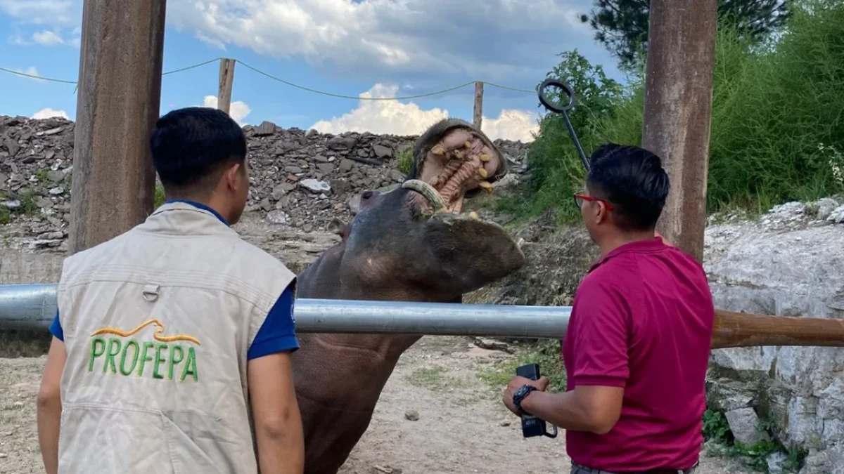 Tigre de Bengala decomisado por Profepa en Hidalgo, trasladado a un centro especializado en Pachuca para recibir atención adecuada.