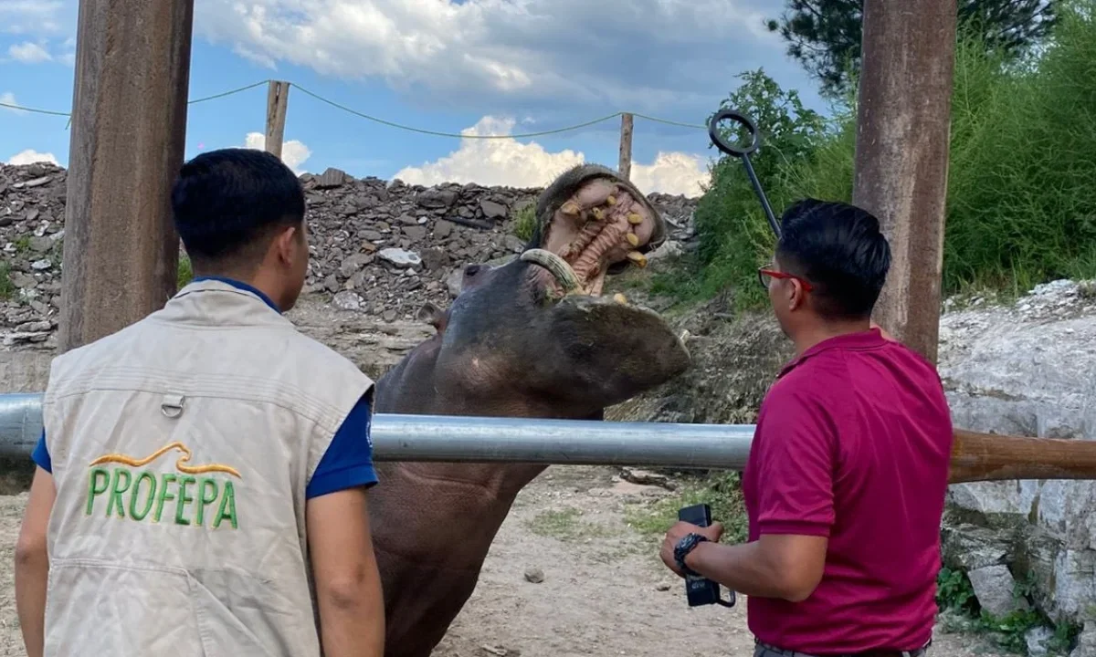 Tigre de Bengala decomisado por Profepa en Hidalgo, trasladado a un centro especializado en Pachuca para recibir atención adecuada.