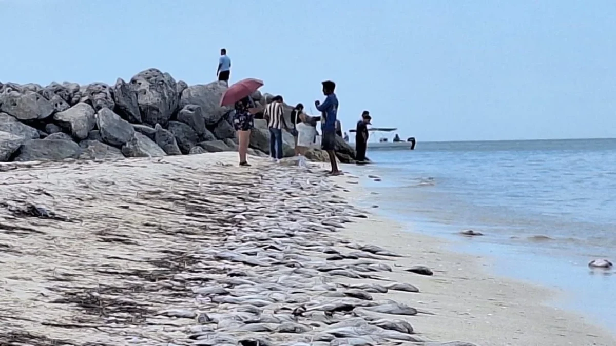 Durante 24 años, el Cinvestav-Mérida no ha registrado FAN tóxico, sólo nocivo con impactos negativos para la pesca y el turismo de la costa.