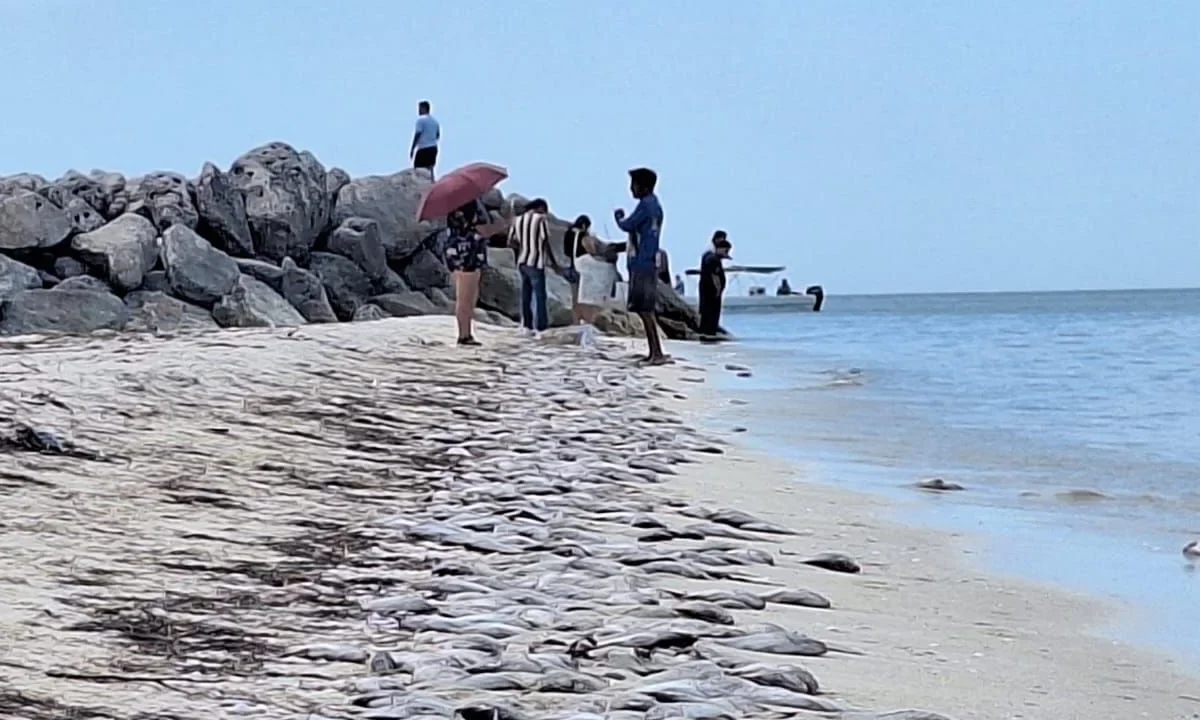 Durante 24 años, el Cinvestav-Mérida no ha registrado FAN tóxico, sólo nocivo con impactos negativos para la pesca y el turismo de la costa.