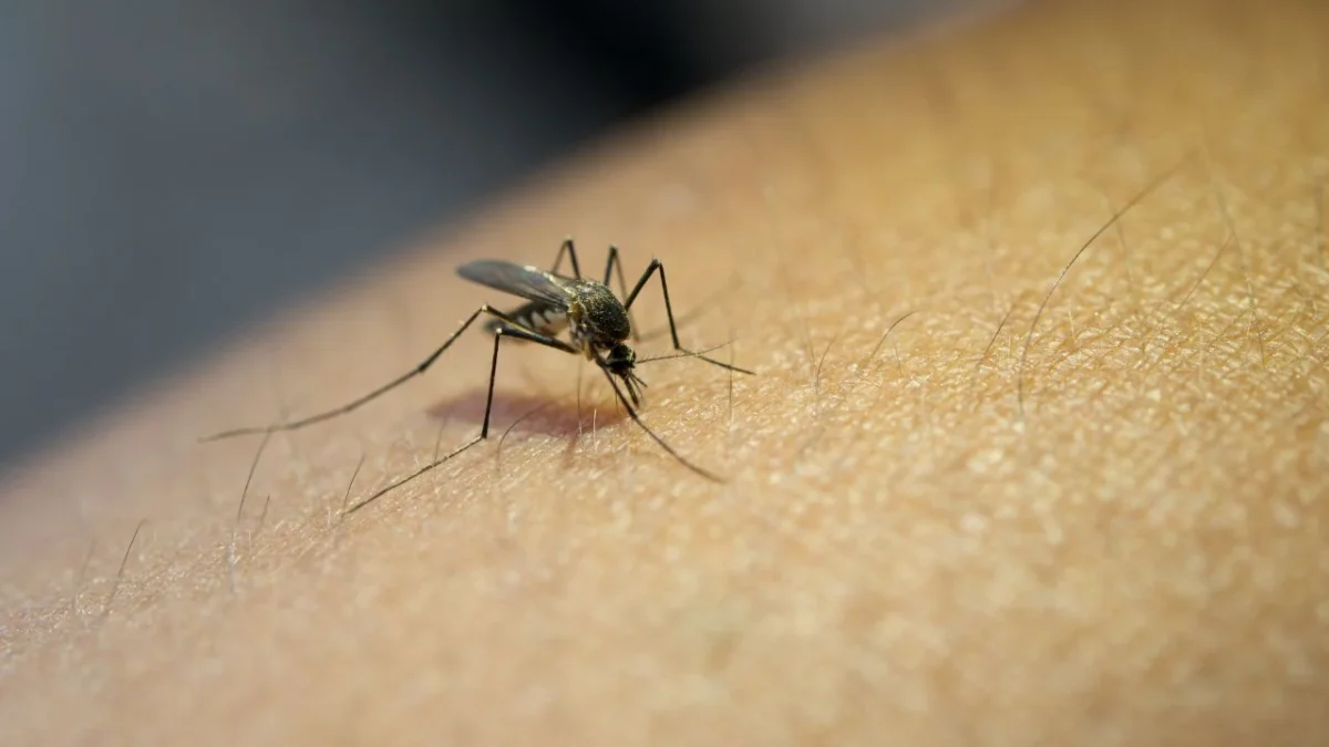 ¿No sabes por qué te pican tanto los mosquitos? Descubre si cuentas con las características que atraen más a estos insectos voladores.