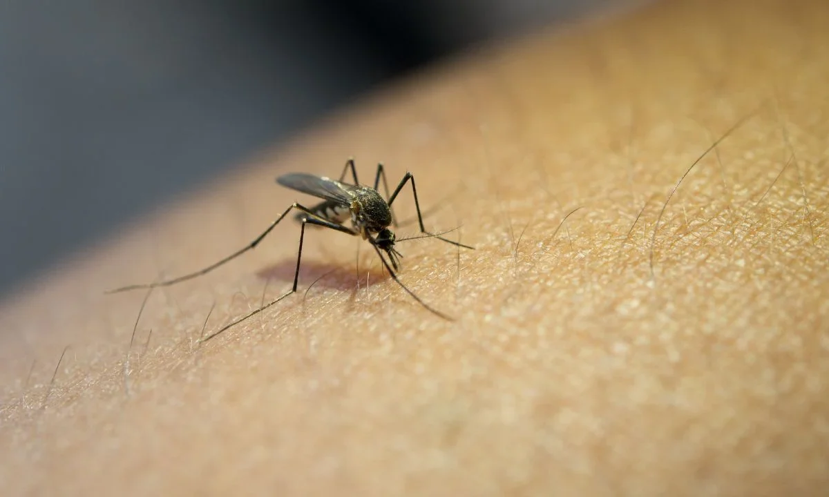 ¿No sabes por qué te pican tanto los mosquitos? Descubre si cuentas con las características que atraen más a estos insectos voladores.