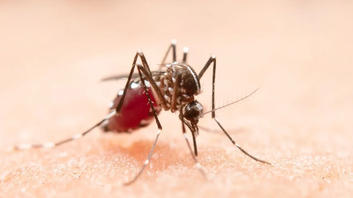 ¿No sabes por qué te pican tanto los mosquitos? Descubre si cuentas con las características que atraen más a estos insectos voladores.