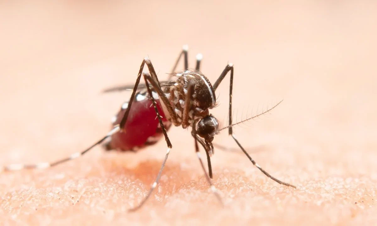 ¿No sabes por qué te pican tanto los mosquitos? Descubre si cuentas con las características que atraen más a estos insectos voladores.