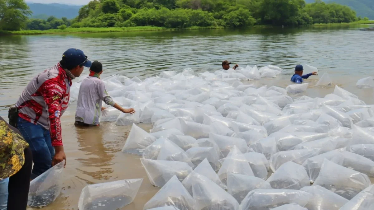 La Comisión Estatal de Pesca en Michoacán registró alta demanda de alevines para resiembra en cuerpos de agua durante la temporada de lluvias.