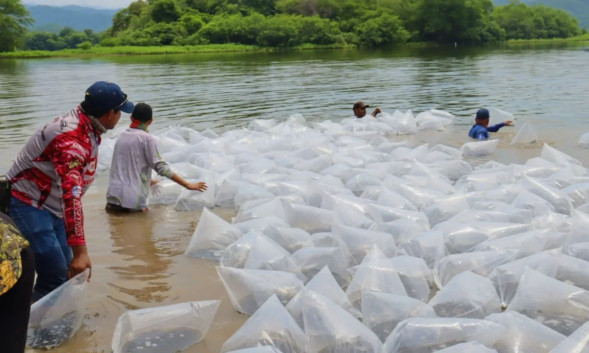 La Comisión Estatal de Pesca en Michoacán registró alta demanda de alevines para resiembra en cuerpos de agua durante la temporada de lluvias.