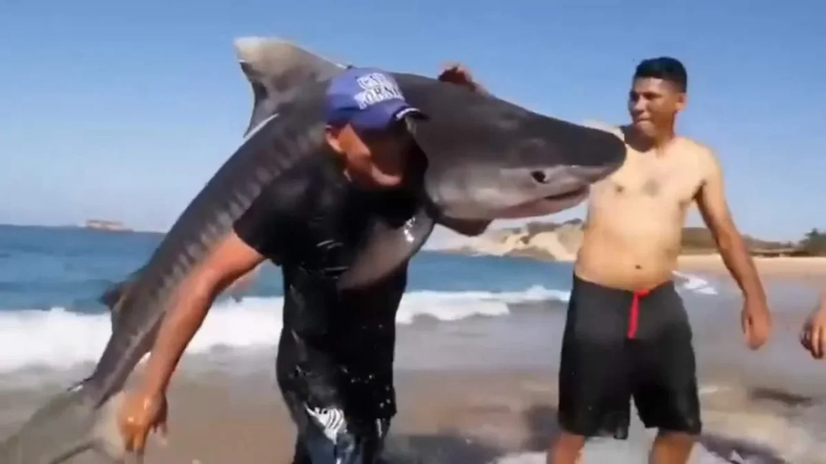 ¿Hazaña o pesca ilegal? Un hombre captura a un tiburón tigre en Michoacán y en redes inicia el debate.