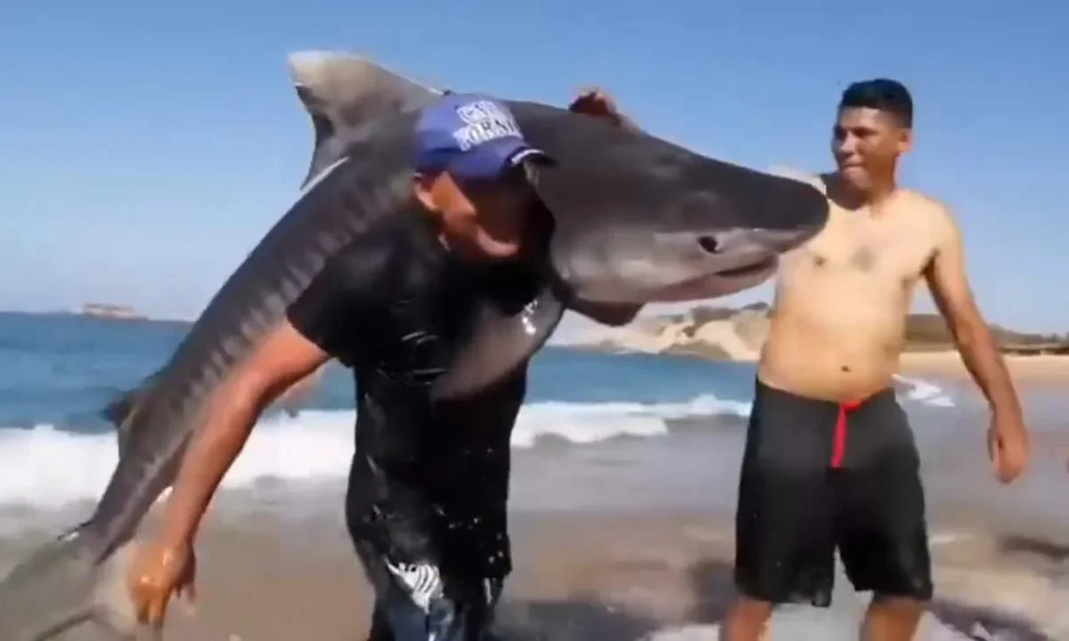¿Hazaña o pesca ilegal? Un hombre captura a un tiburón tigre en Michoacán y en redes inicia el debate.