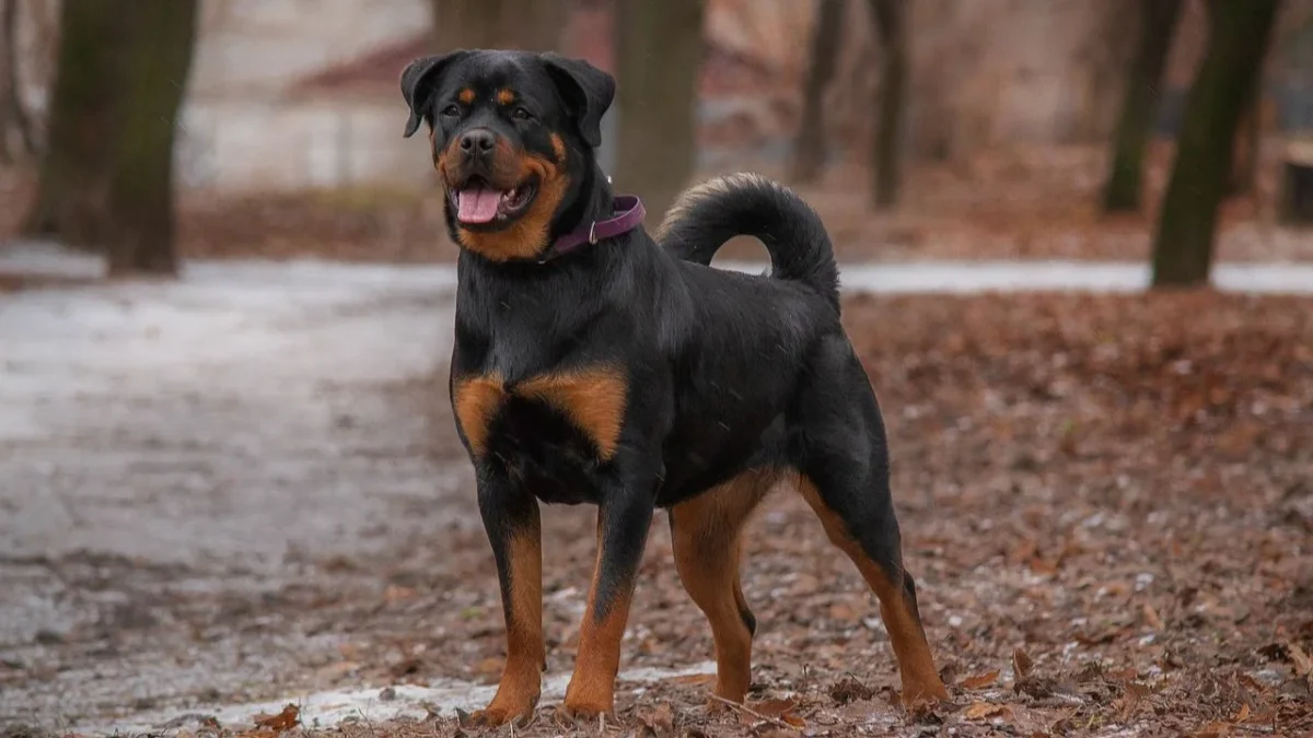 Perro rottweiler