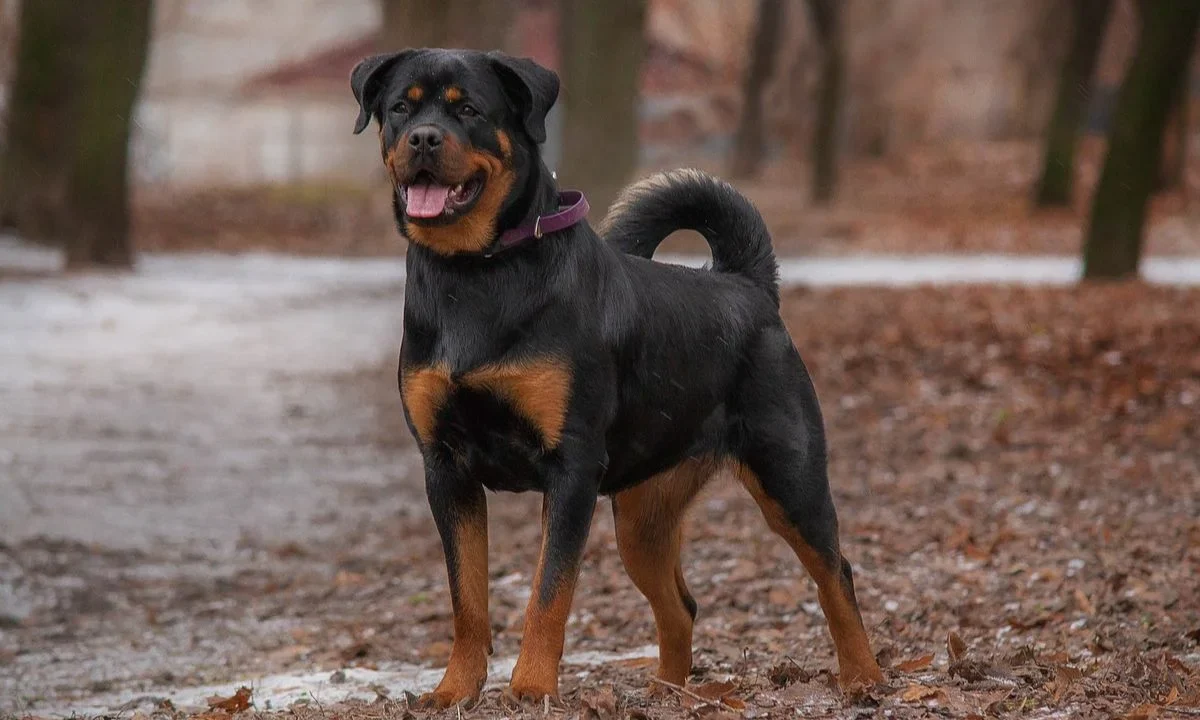 Perro rottweiler