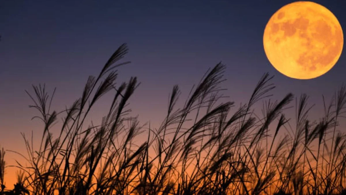 La luz lunar era especialmente importante durante el otoño, cuando las cosechas son más abundantes