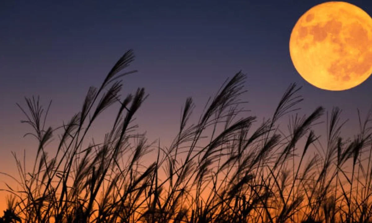 La luz lunar era especialmente importante durante el otoño, cuando las cosechas son más abundantes