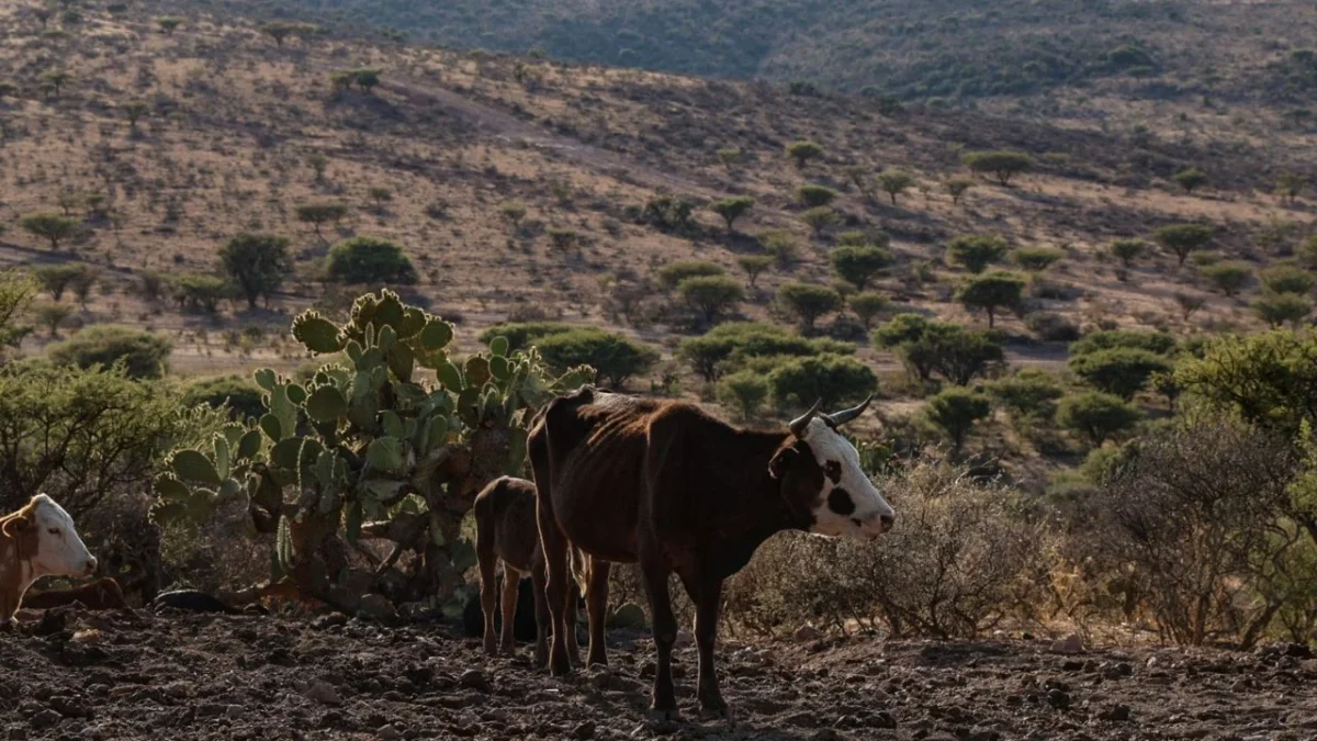 Sader busca sementales bovinos en el norte del país